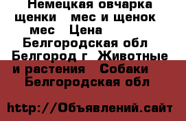 Немецкая овчарка щенки 3 мес и щенок 7 мес › Цена ­ 8 000 - Белгородская обл., Белгород г. Животные и растения » Собаки   . Белгородская обл.